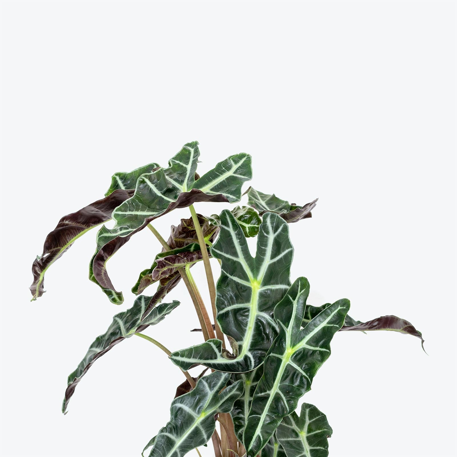 Alocasia Polly - House Plants Delivery Toronto - JOMO Studio