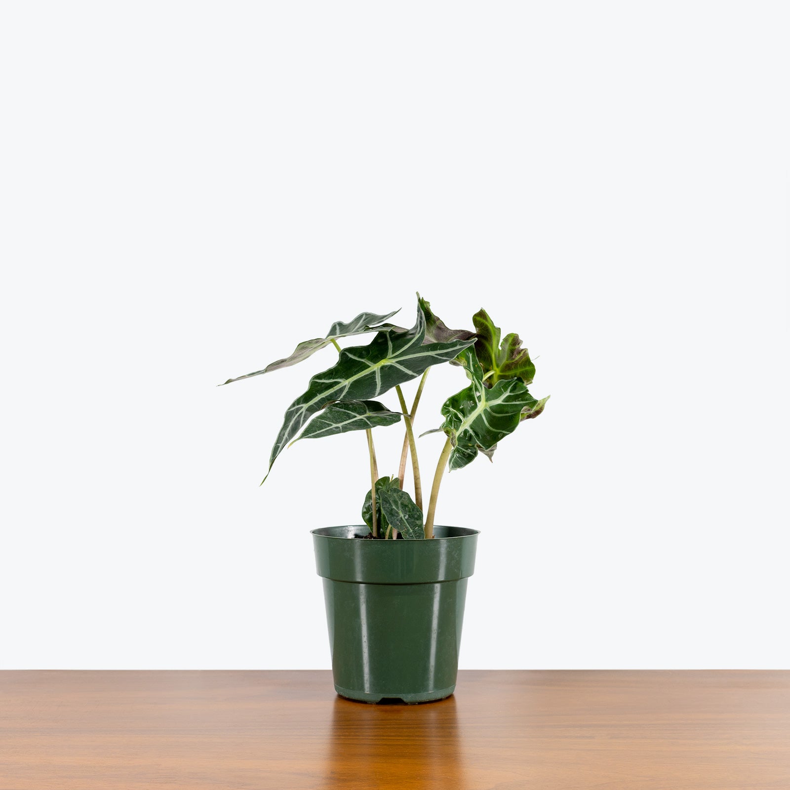 Alocasia Polly - House Plants Delivery Toronto - JOMO Studio