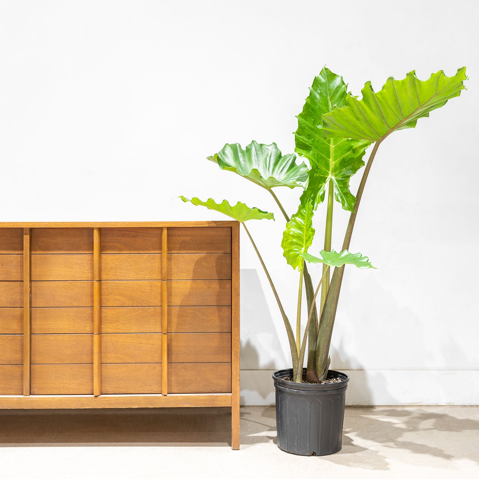 Alocasia Portora | Care Guide and Pro Tips - Delivery from Toronto across Canada - JOMO Studio
