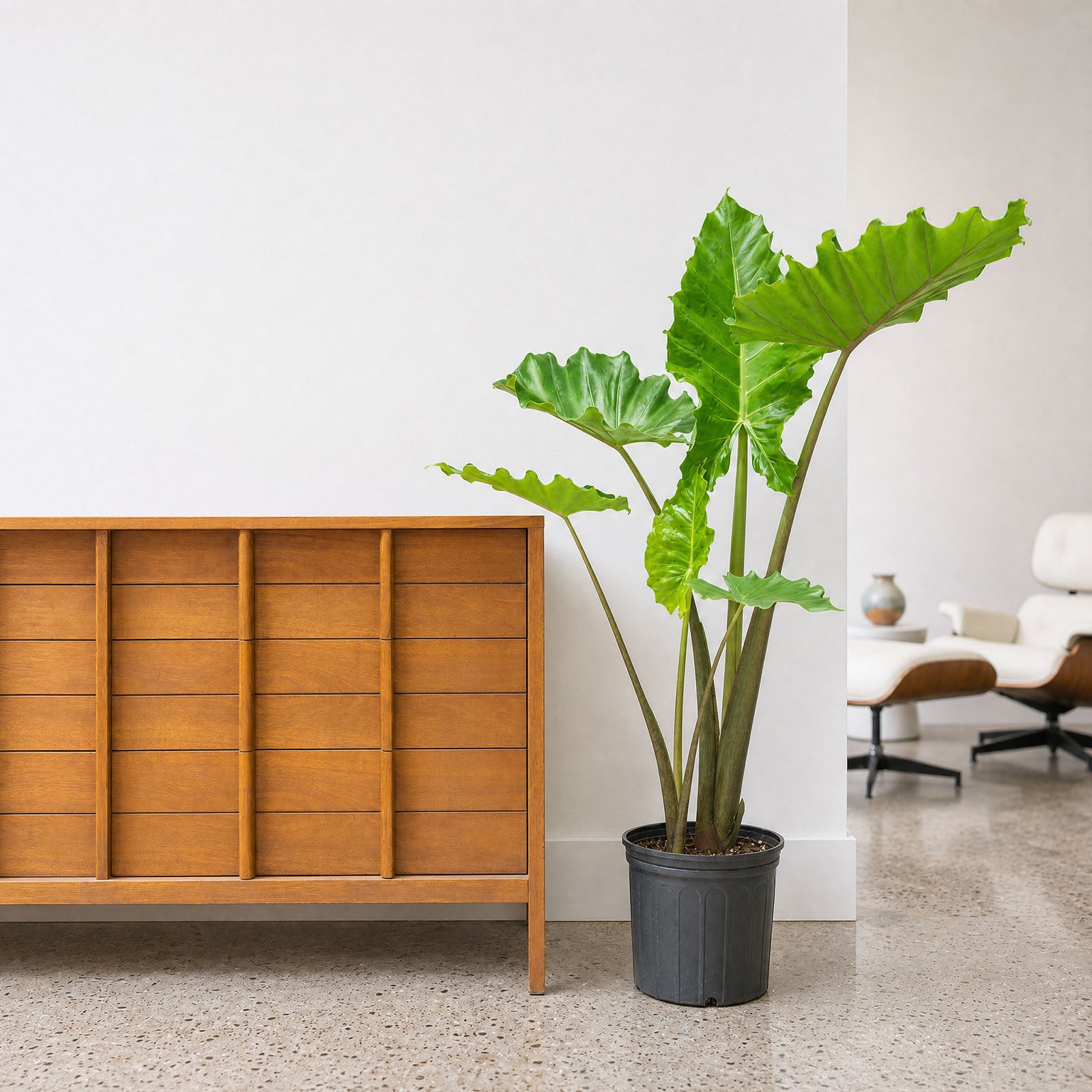 Alocasia Portora | Care Guide and Pro Tips - Delivery from Toronto across Canada - JOMO Studio