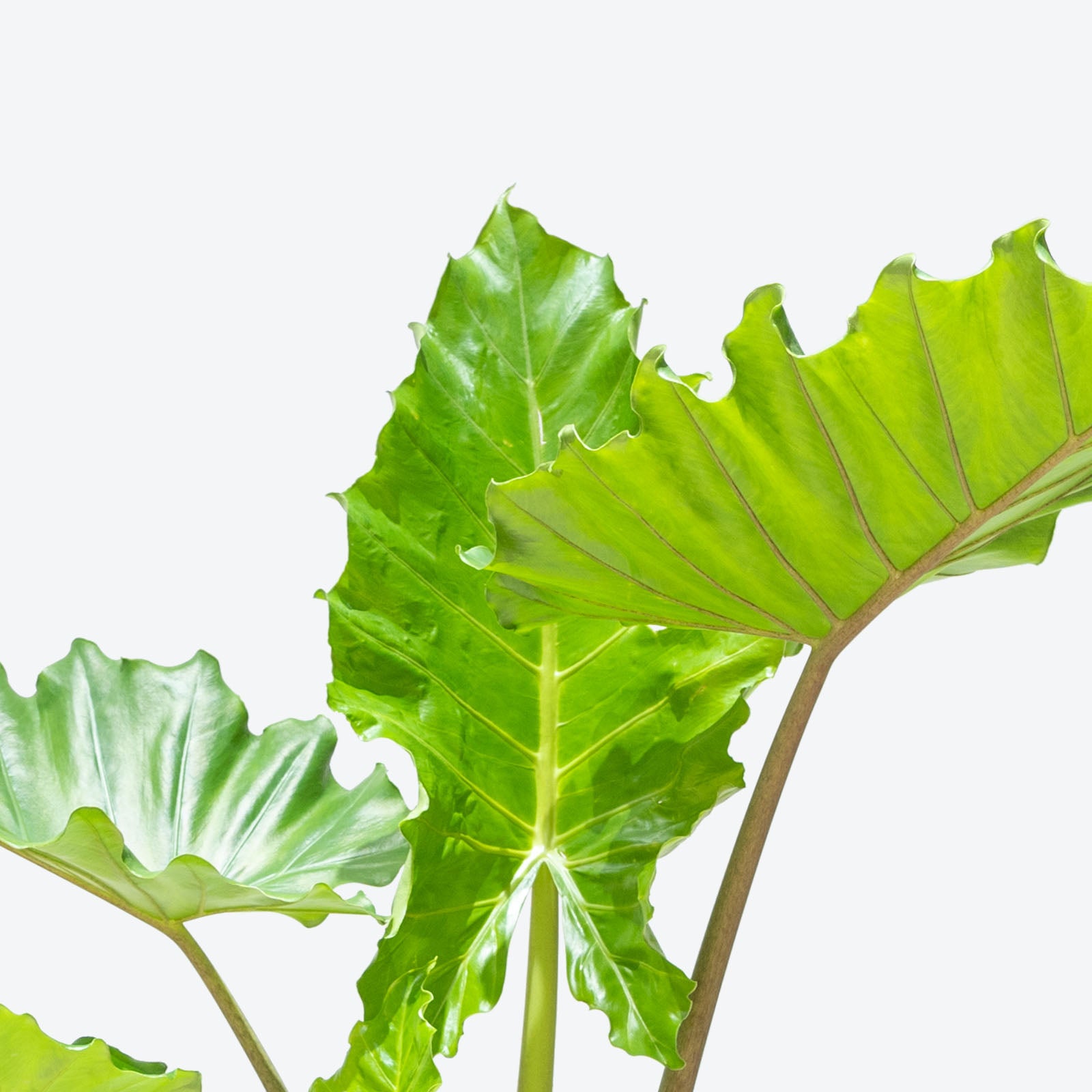 Alocasia Portora | Care Guide and Pro Tips - Delivery from Toronto across Canada - JOMO Studio