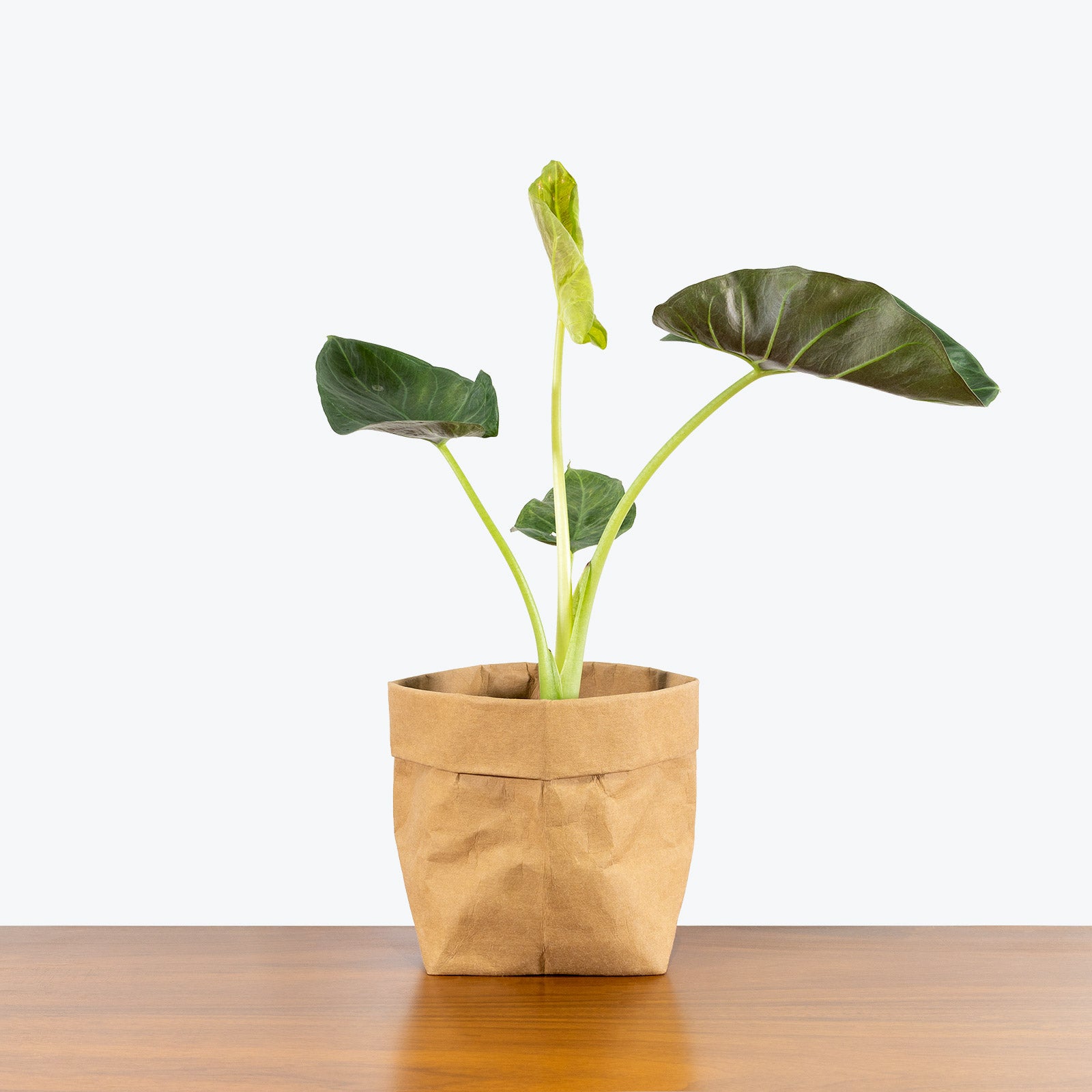 Alocasia Regal Shield - House Plants Delivery Toronto - JOMO Studio