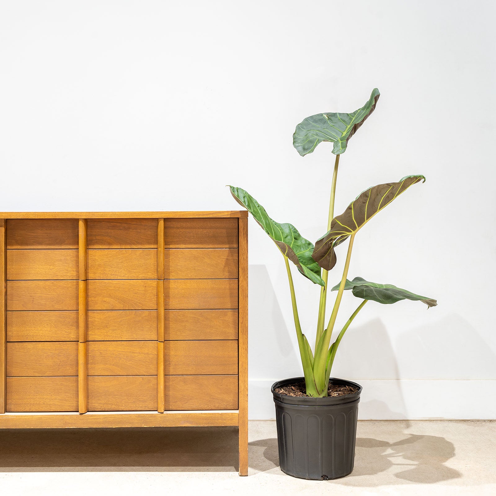 Alocasia Regal Shield - House Plants Delivery Toronto - JOMO Studio