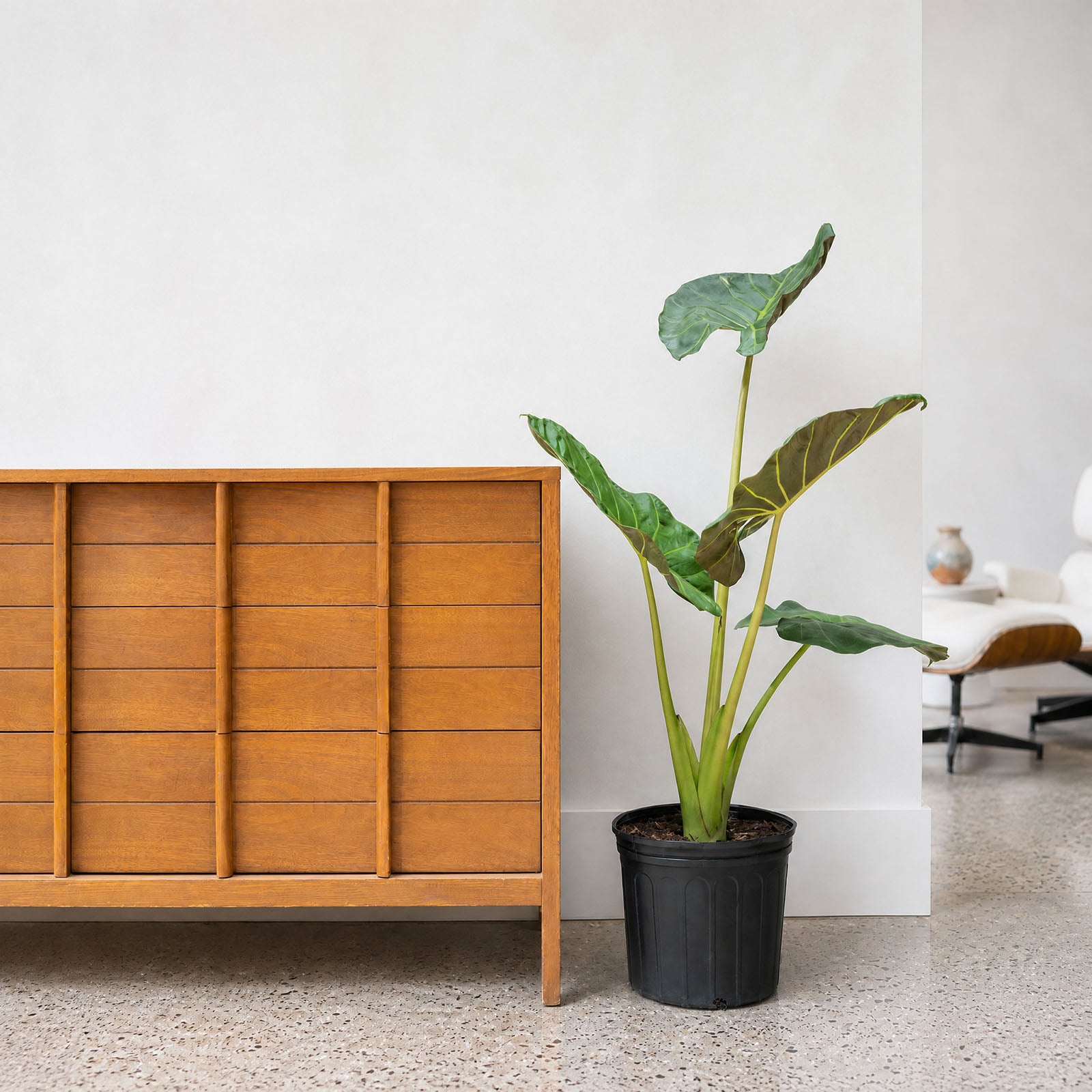 Alocasia Regal Shields | Care Guide and Pro Tips - Delivery from Toronto across Canada - JOMO Studio