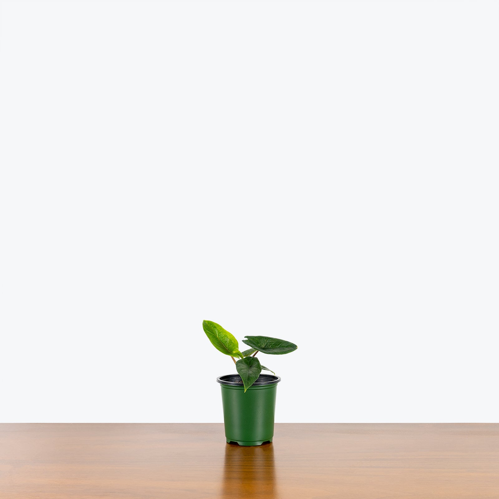 Alocasia Scalprum | Care Guide and Pro Tips - Delivery from Toronto across Canada - JOMO Studio