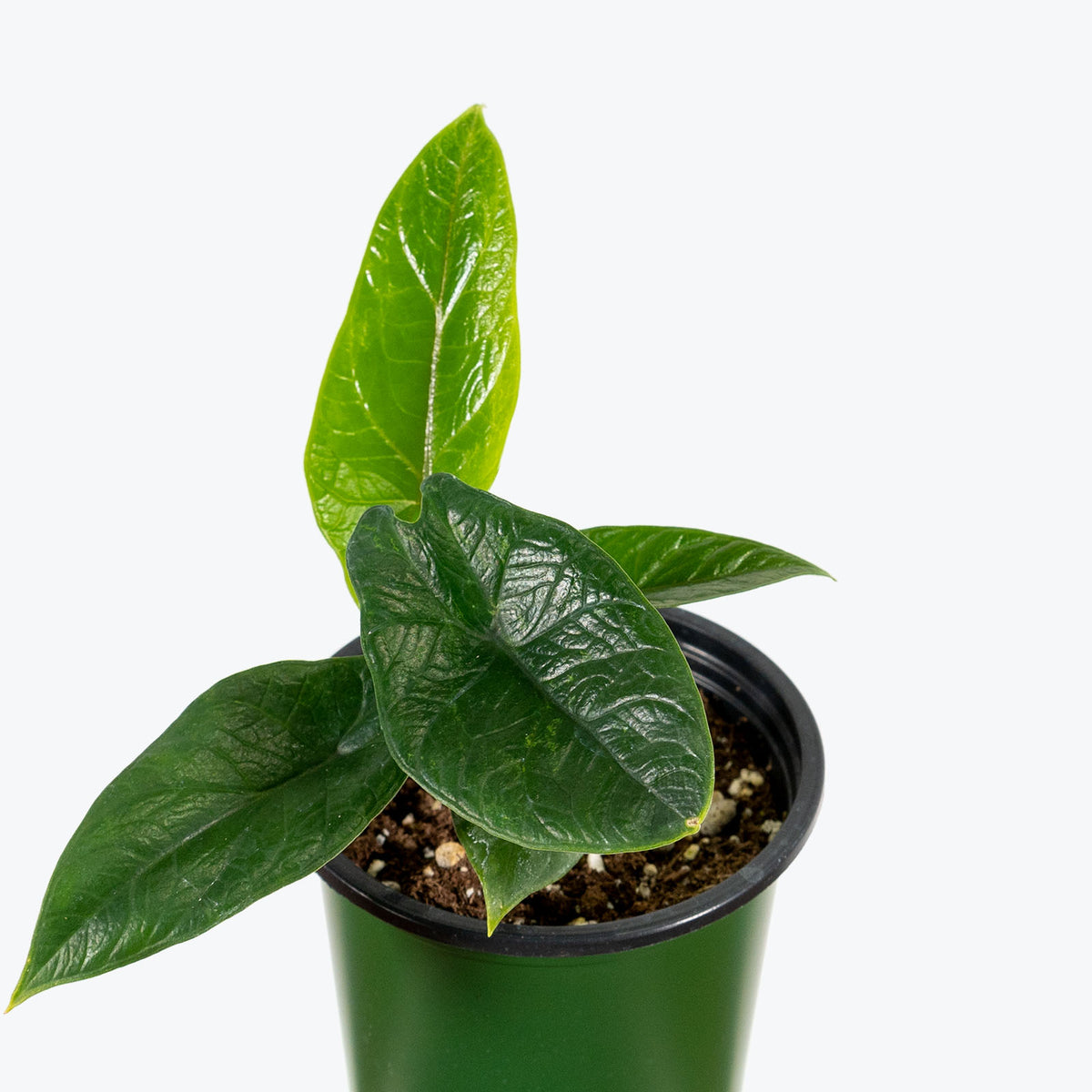 Alocasia Scalprum - House Plants Delivery Toronto - JOMO Studio