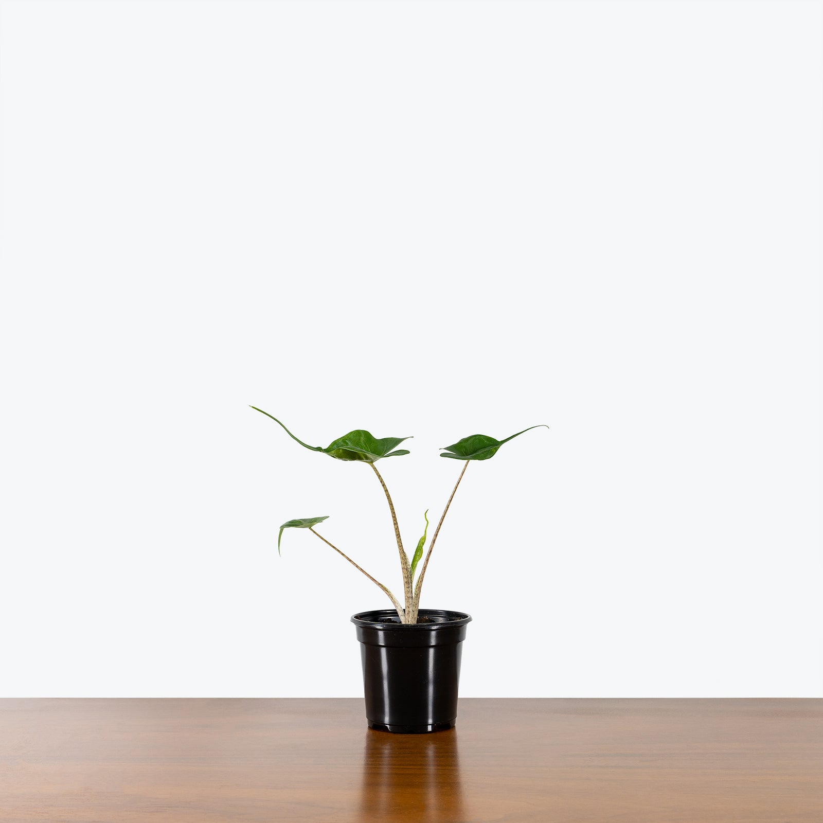 Alocasia Stingray | Care Guide and Pro Tips - Delivery from Toronto across Canada - JOMO Studio