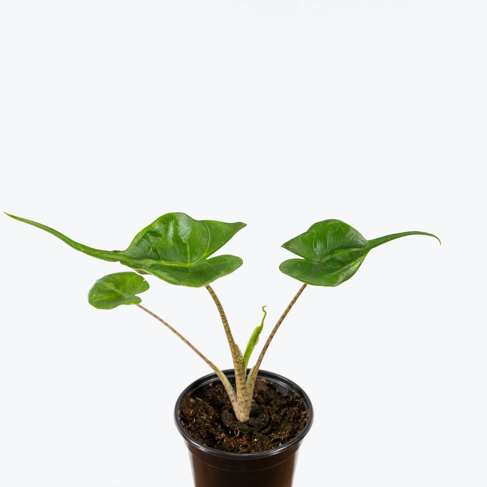 Alocasia Stingray | Care Guide and Pro Tips - Delivery from Toronto across Canada - JOMO Studio