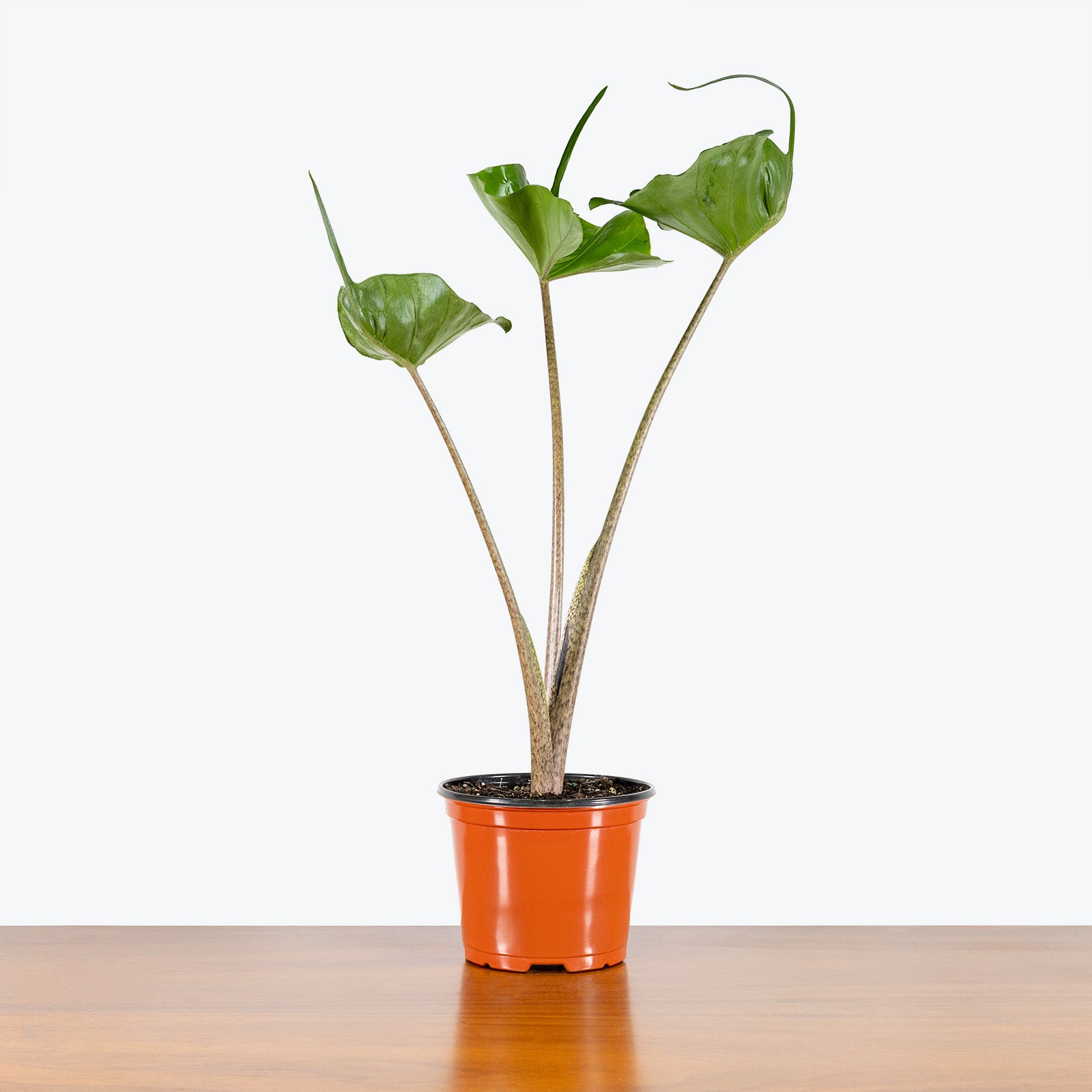 Alocasia Stingray | Care Guide and Pro Tips - Delivery from Toronto across Canada - JOMO Studio