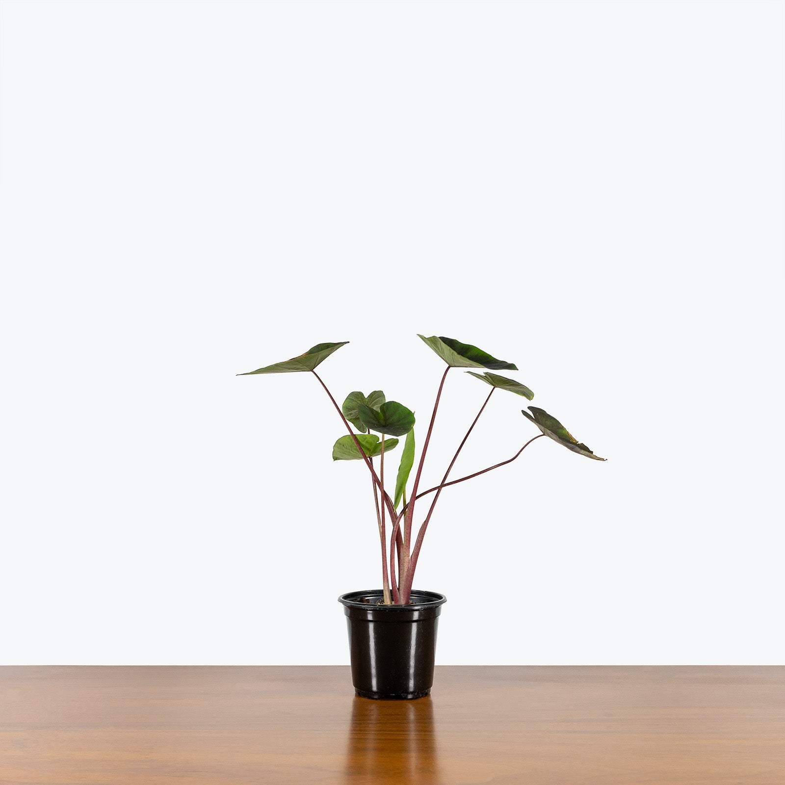 Alocasia Tea Party - House Plants Delivery Toronto - JOMO Studio