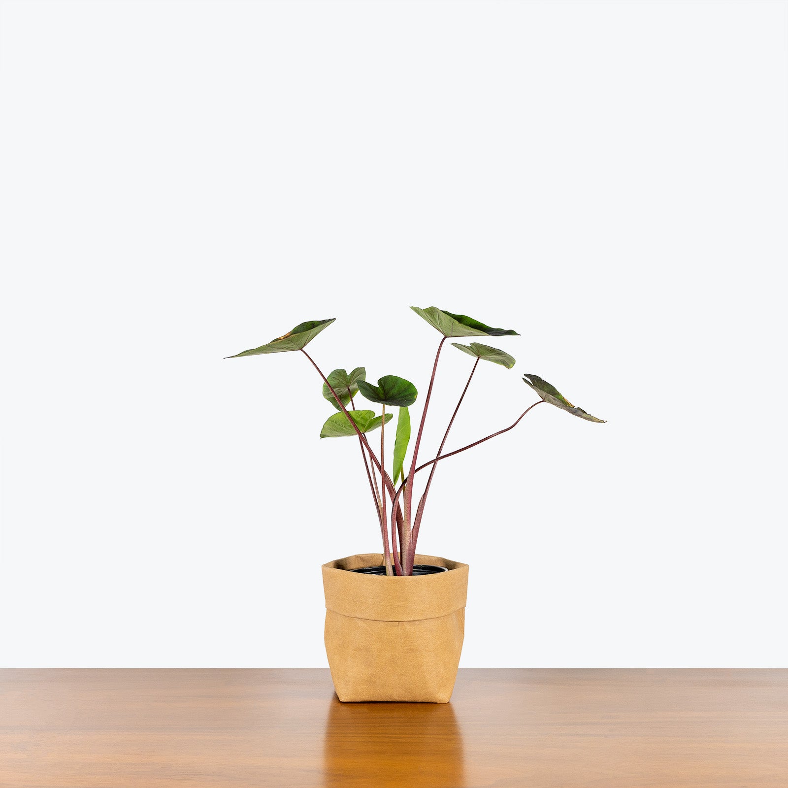 Alocasia Tea Party - House Plants Delivery Toronto - JOMO Studio