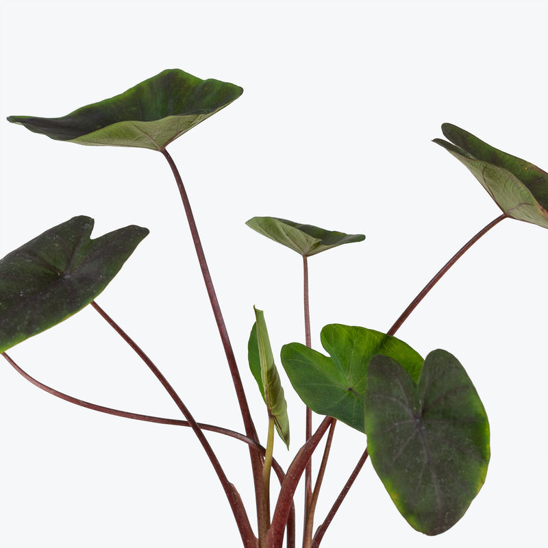 Alocasia Tea Party - House Plants Delivery Toronto - JOMO Studio