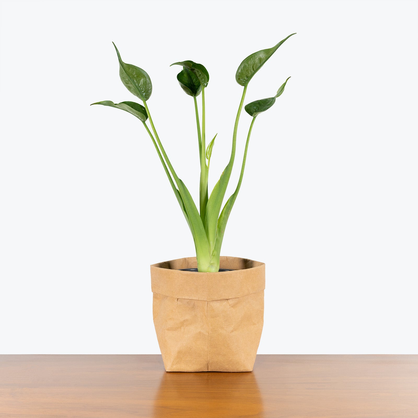 Alocasia Tiny Dancer - House Plants Delivery Toronto - JOMO Studio