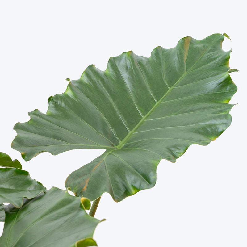 Alocasia Tyrion - House Plants Delivery Toronto - JOMO Studio