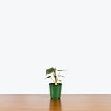 Alocasia Wentii — 4" Pot