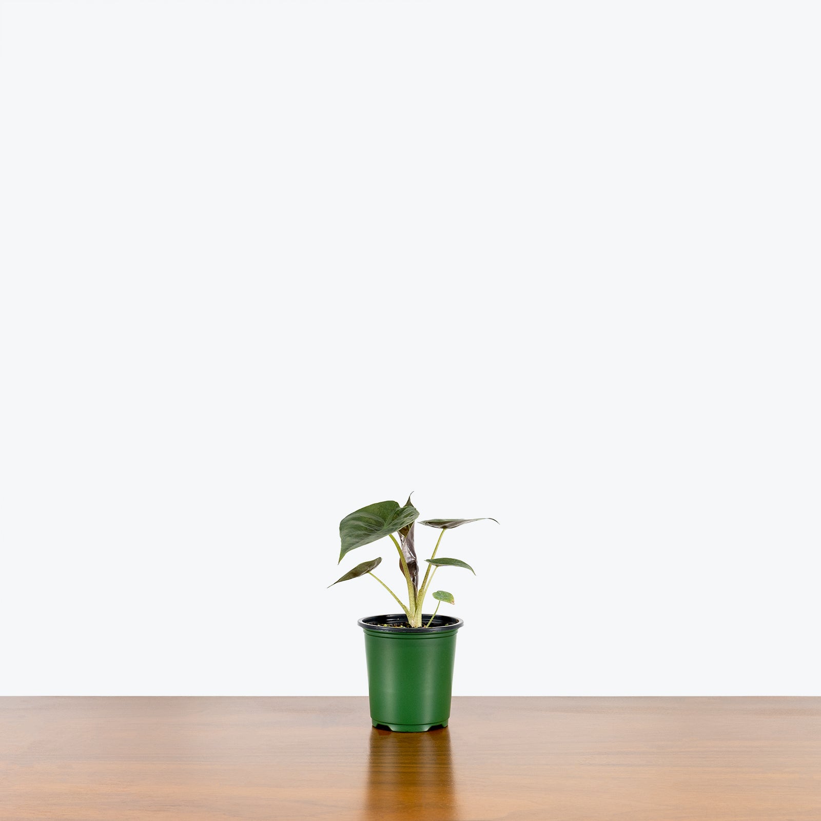 Alocasia Wentii - House Plants Delivery Toronto - JOMO Studio