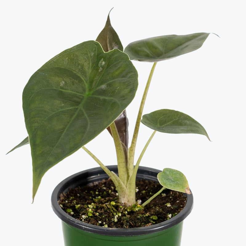 Alocasia Wentii - House Plants Delivery Toronto - JOMO Studio