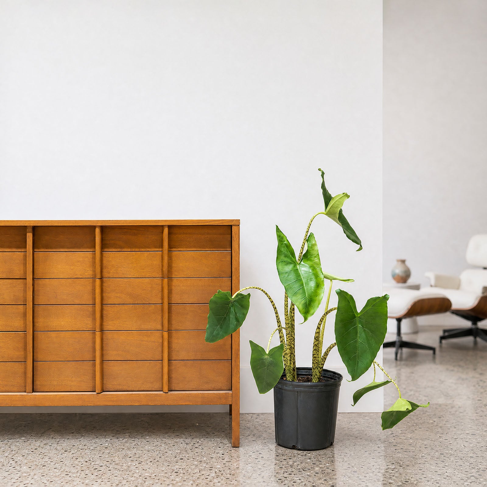 Alocasia Zebrina - House Plants Delivery Toronto - JOMO Studio