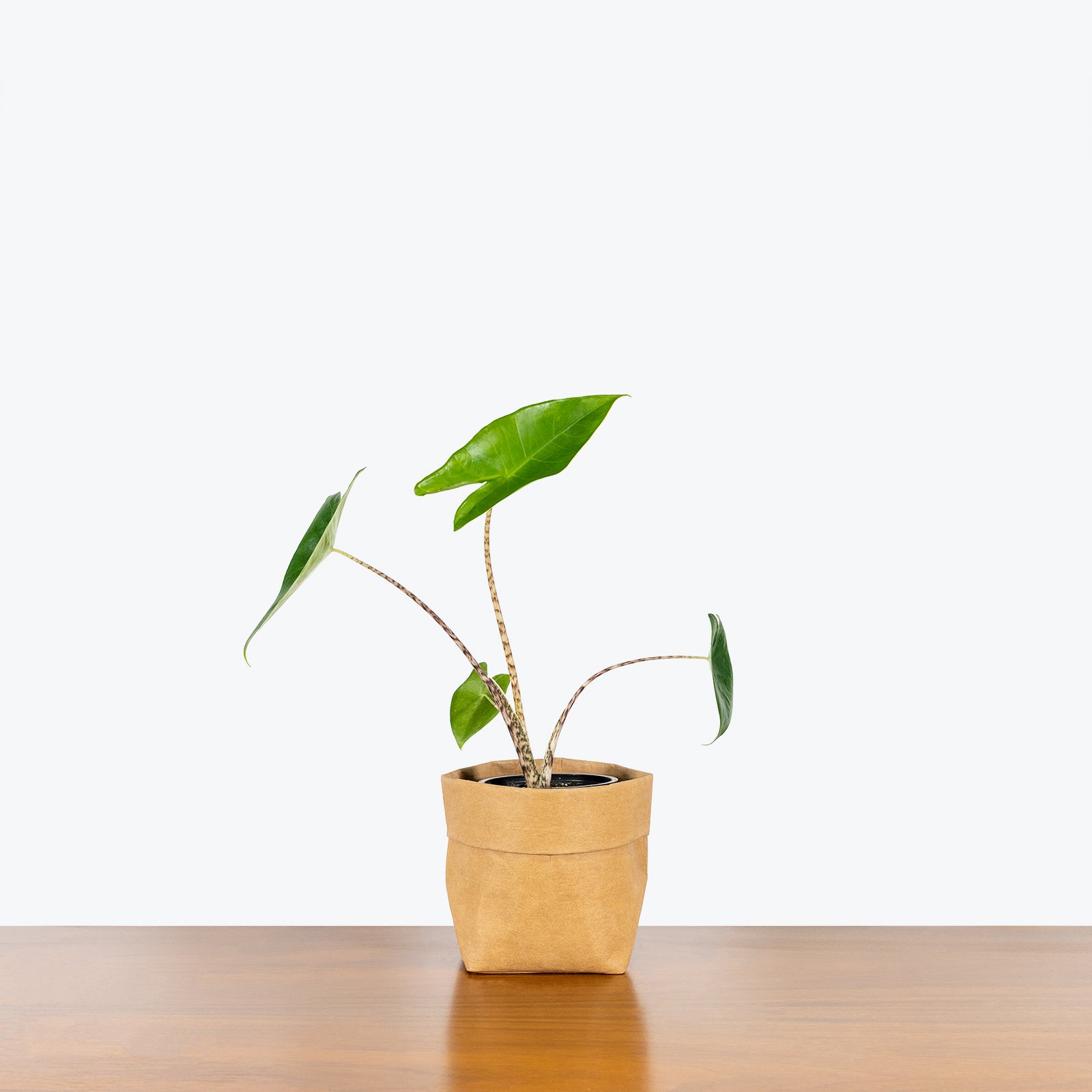 Alocasia Zebrina - House Plants Delivery Toronto - JOMO Studio
