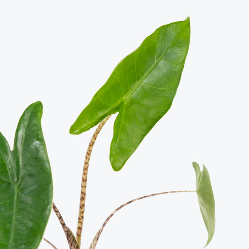 Alocasia Zebrina - House Plants Delivery Toronto - JOMO Studio