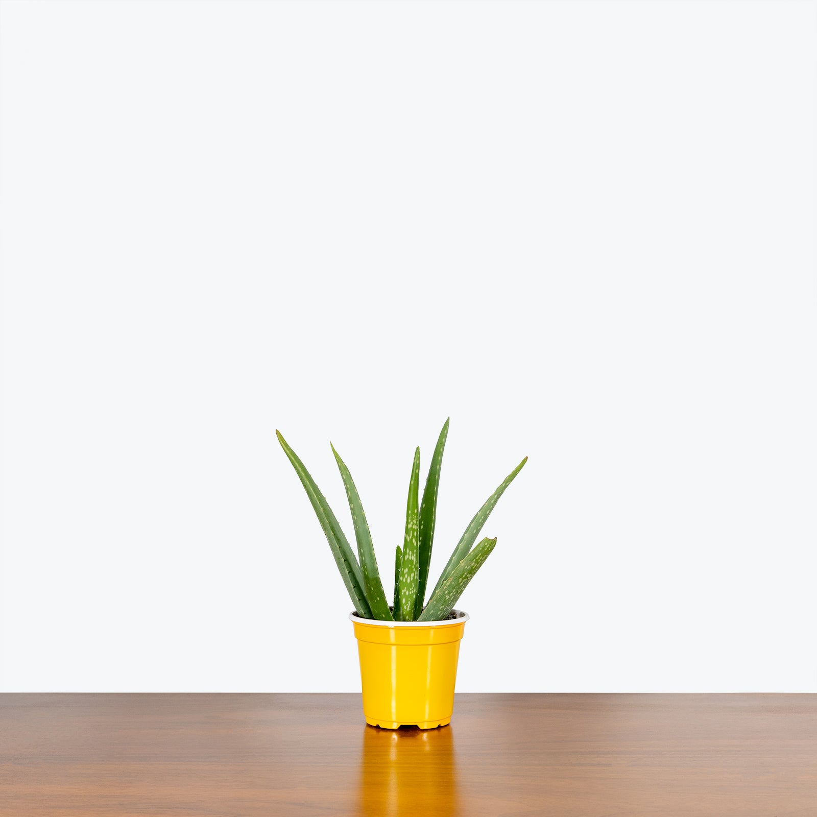 Aloe Vera - House Plants Delivery Toronto - JOMO Studio