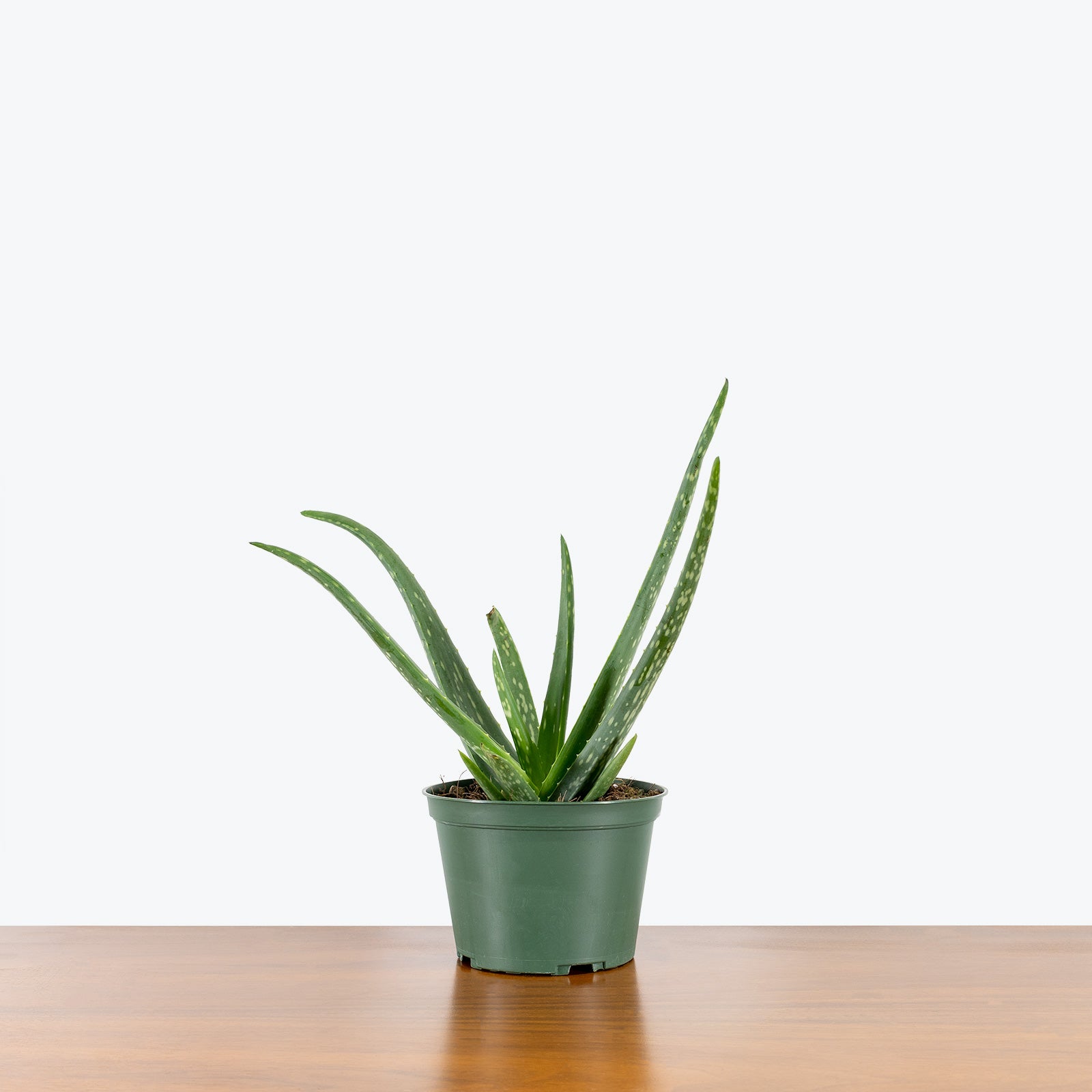 Aloe Vera - House Plants Delivery Toronto - JOMO Studio