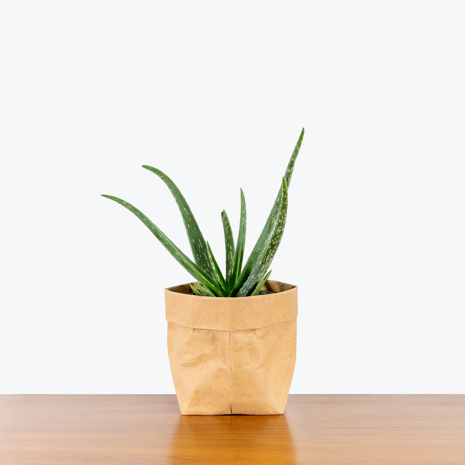Aloe Vera - House Plants Delivery Toronto - JOMO Studio