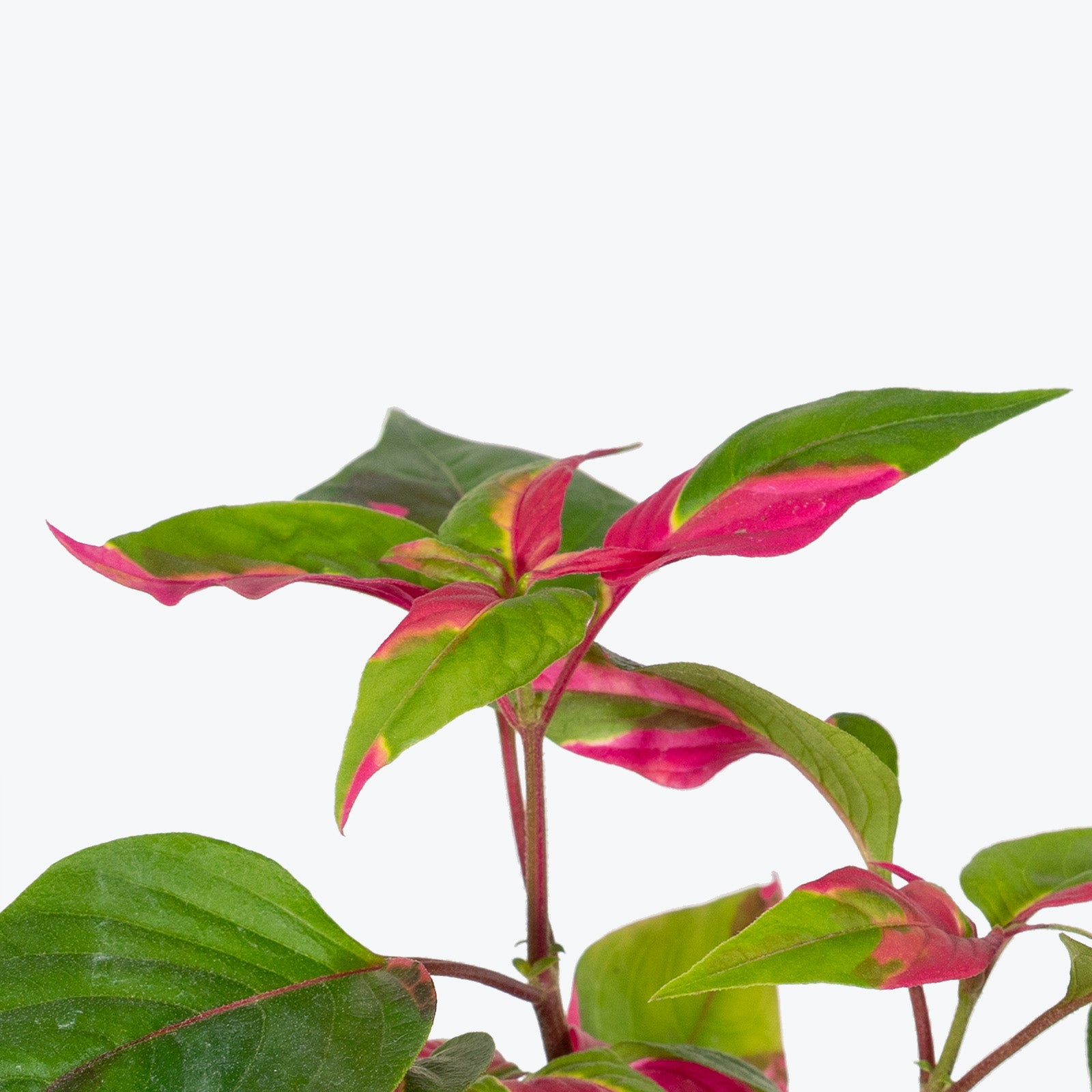 Alternanthera Party Time - House Plants Delivery Toronto - JOMO Studio