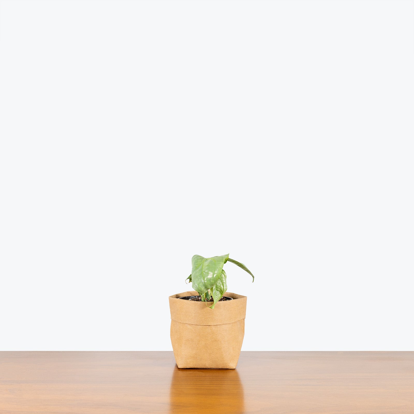 Amydrium Medium Silver | Care Guide and Pro Tips - Delivery from Toronto across Canada - JOMO Studio