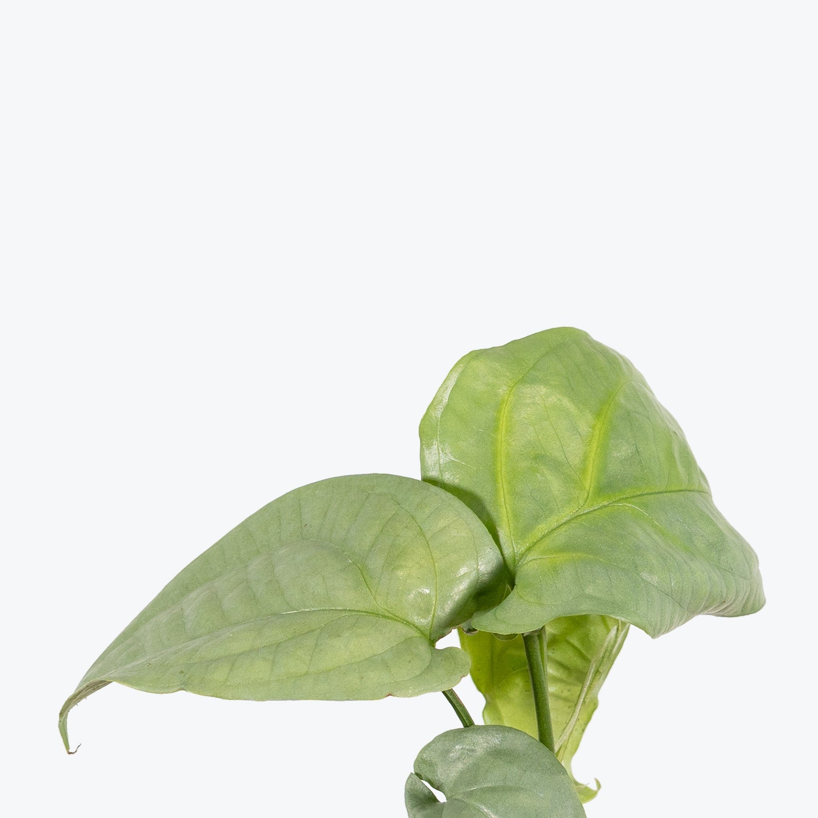 Amydrium Medium Silver - House Plants Delivery Toronto - JOMO Studio