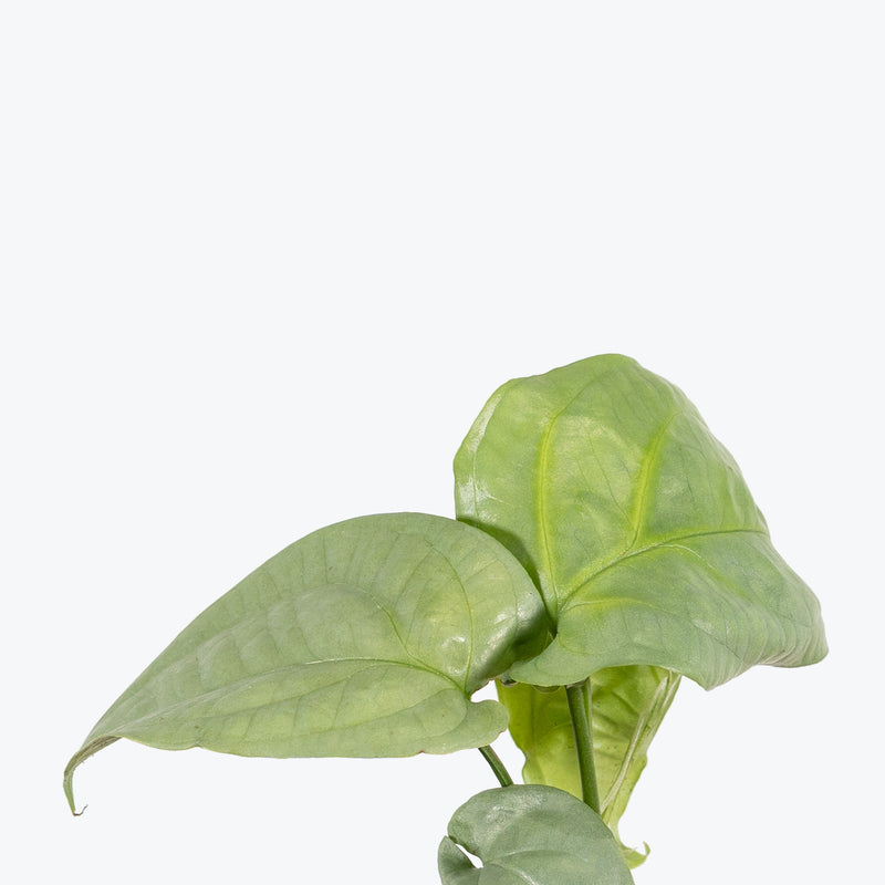 Amydrium Medium Silver | Care Guide and Pro Tips - Delivery from Toronto across Canada - JOMO Studio