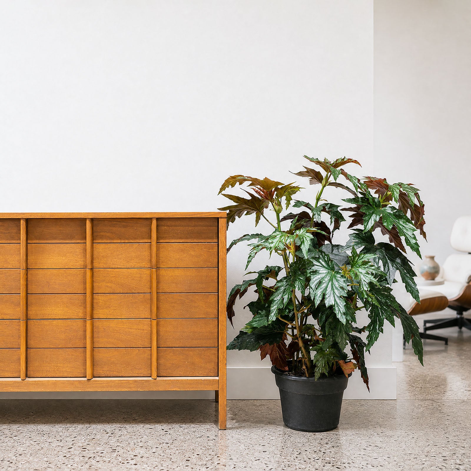 Angel Wing Begonia - House Plants Delivery Toronto - JOMO Studio