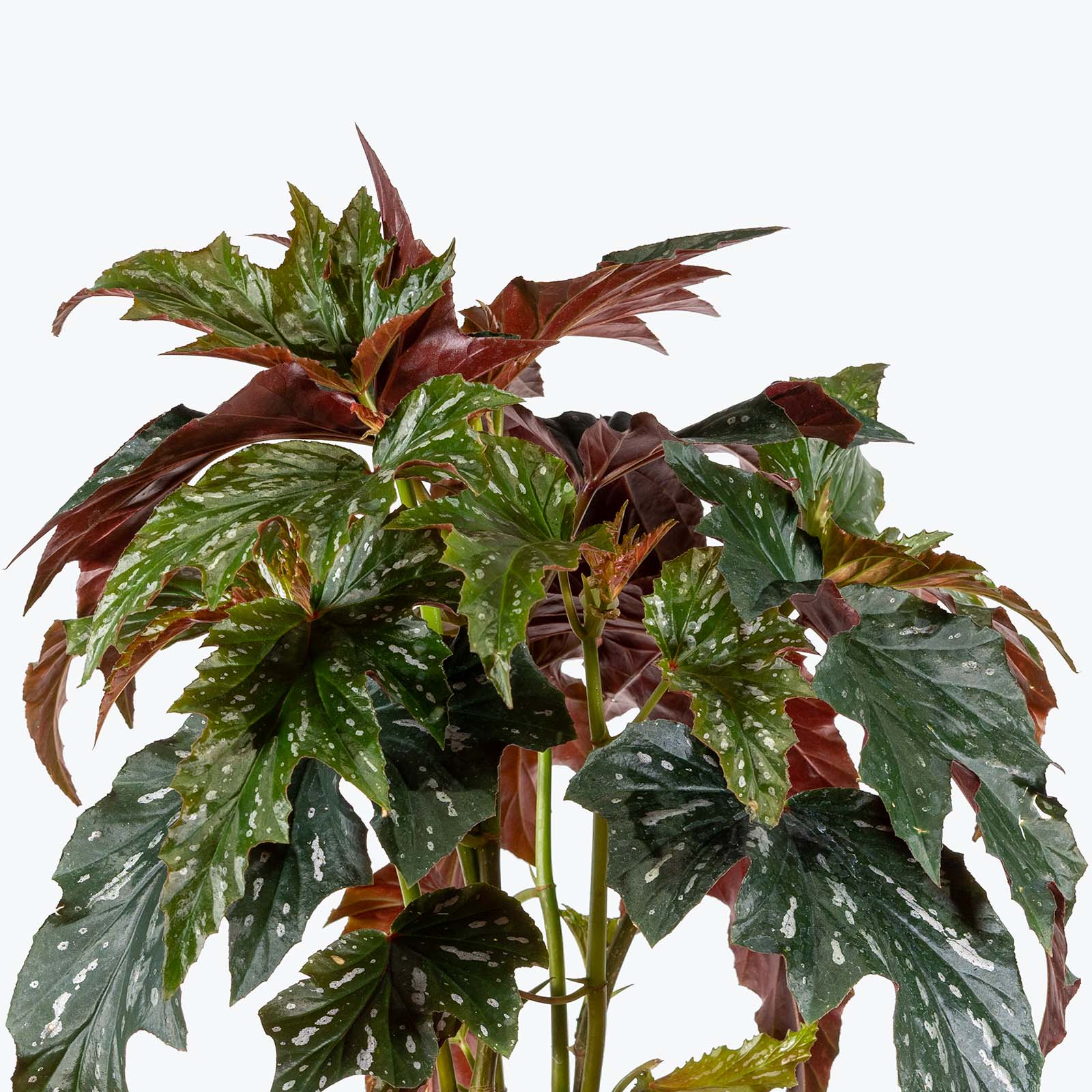 Angel Wing Begonia - House Plants Delivery Toronto - JOMO Studio