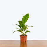 Anthurium Jungle King — 5" Pot