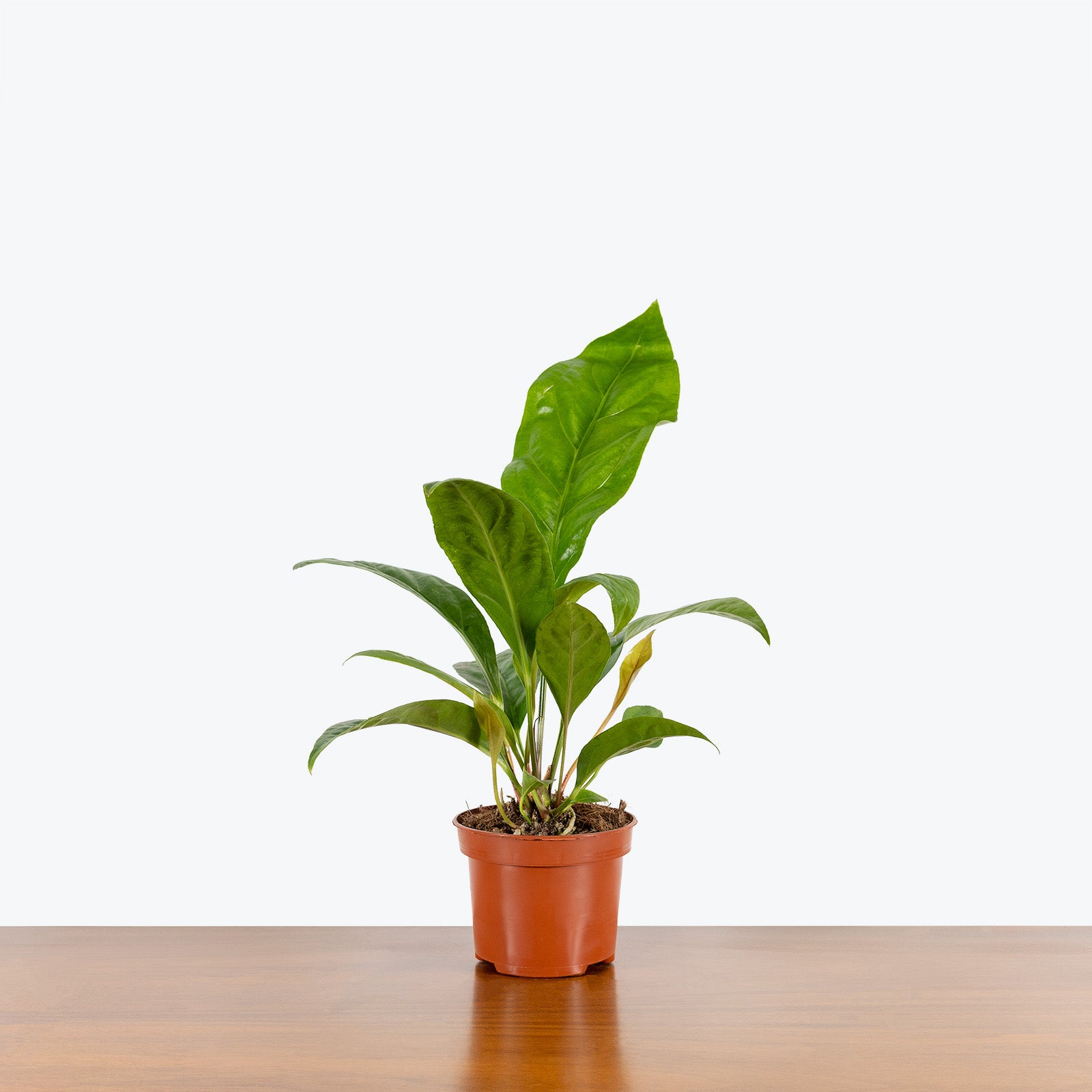 Anthurium Jungle King - House Plants Delivery Toronto - JOMO Studio