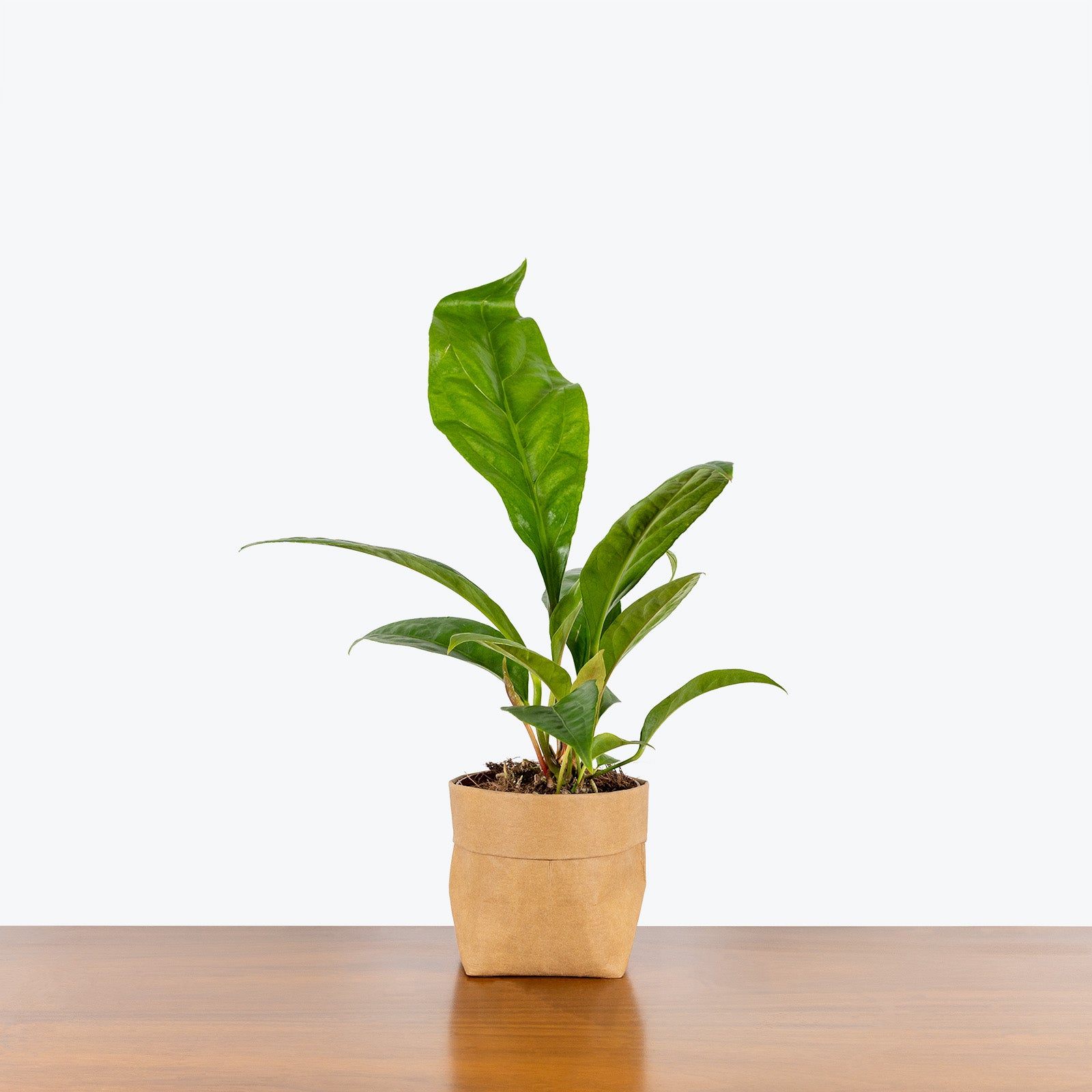 Anthurium Jungle King - House Plants Delivery Toronto - JOMO Studio