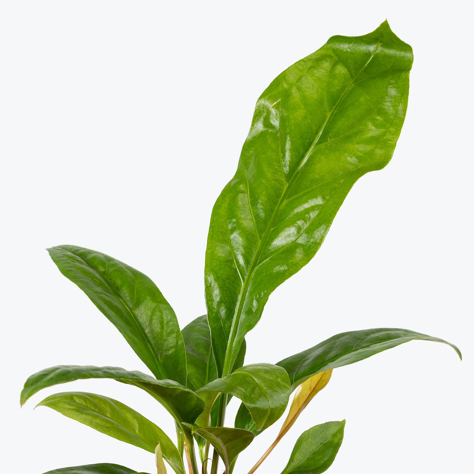 Anthurium Jungle King - House Plants Delivery Toronto - JOMO Studio