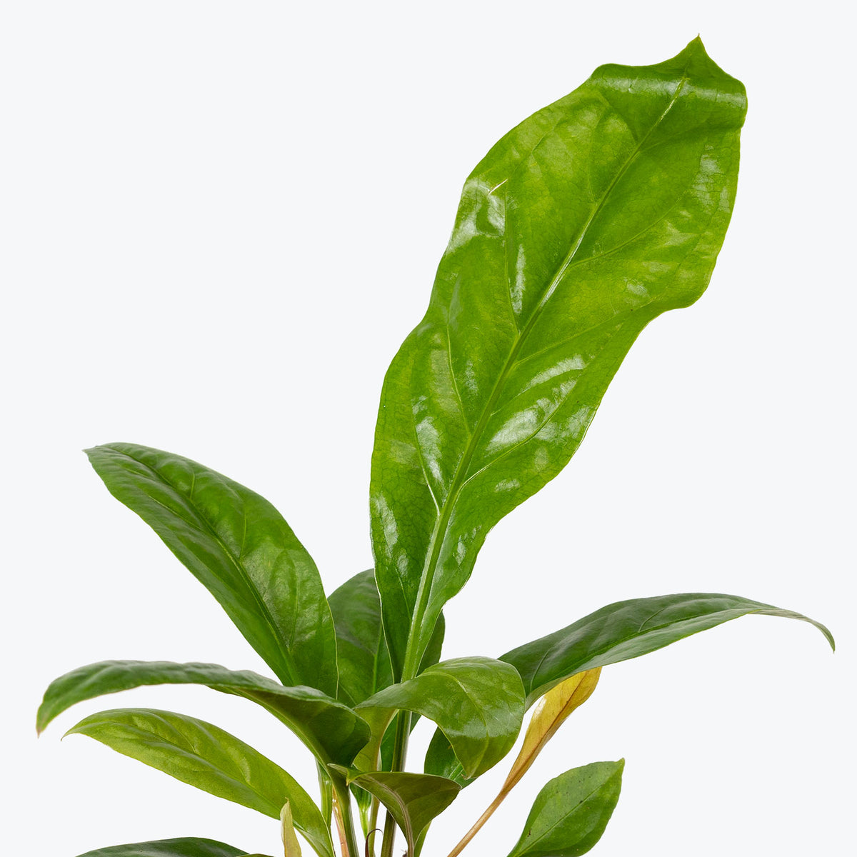 Anthurium Jungle King - House Plants Delivery Toronto - JOMO Studio