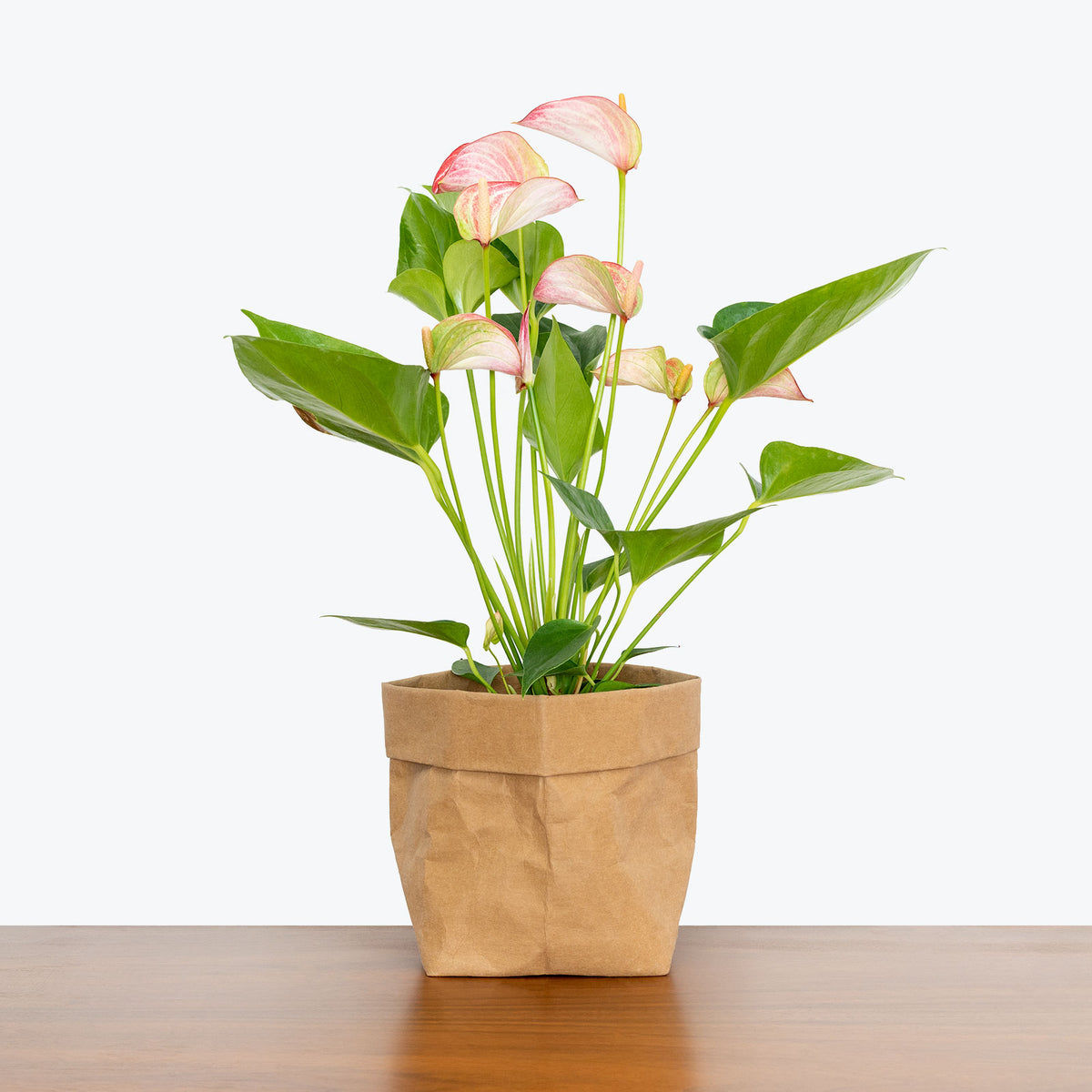 Anthurium Pink - House Plants Delivery Toronto - JOMO Studio