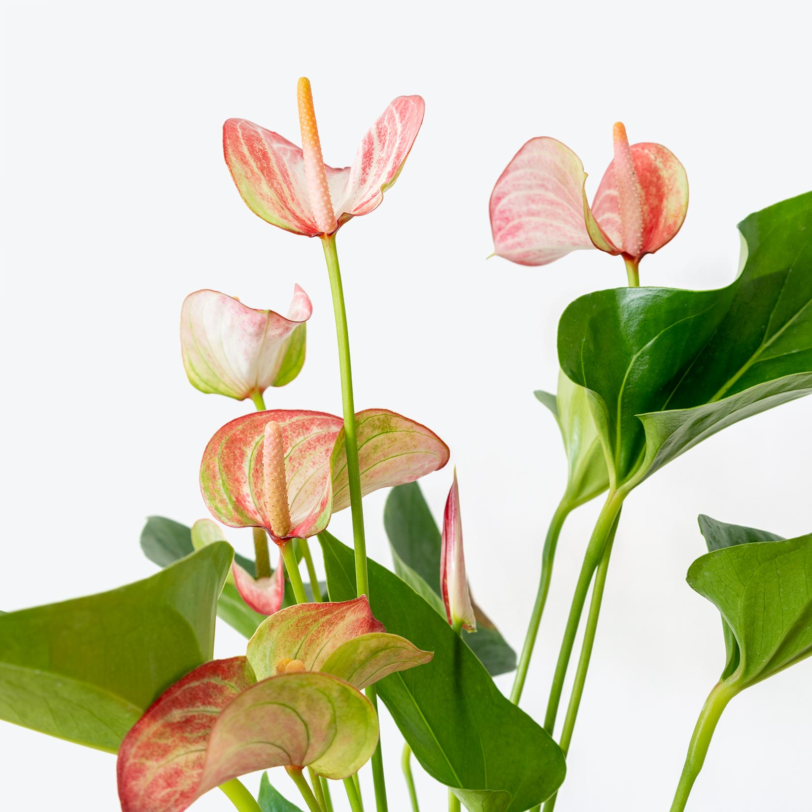 Anthurium Pink - House Plants Delivery Toronto - JOMO Studio