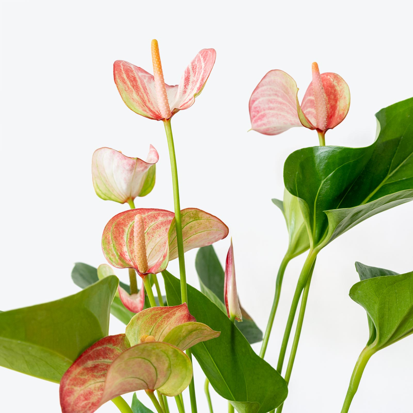 Anthurium Pink | Care Guide and Pro Tips - Delivery from Toronto across Canada - JOMO Studio