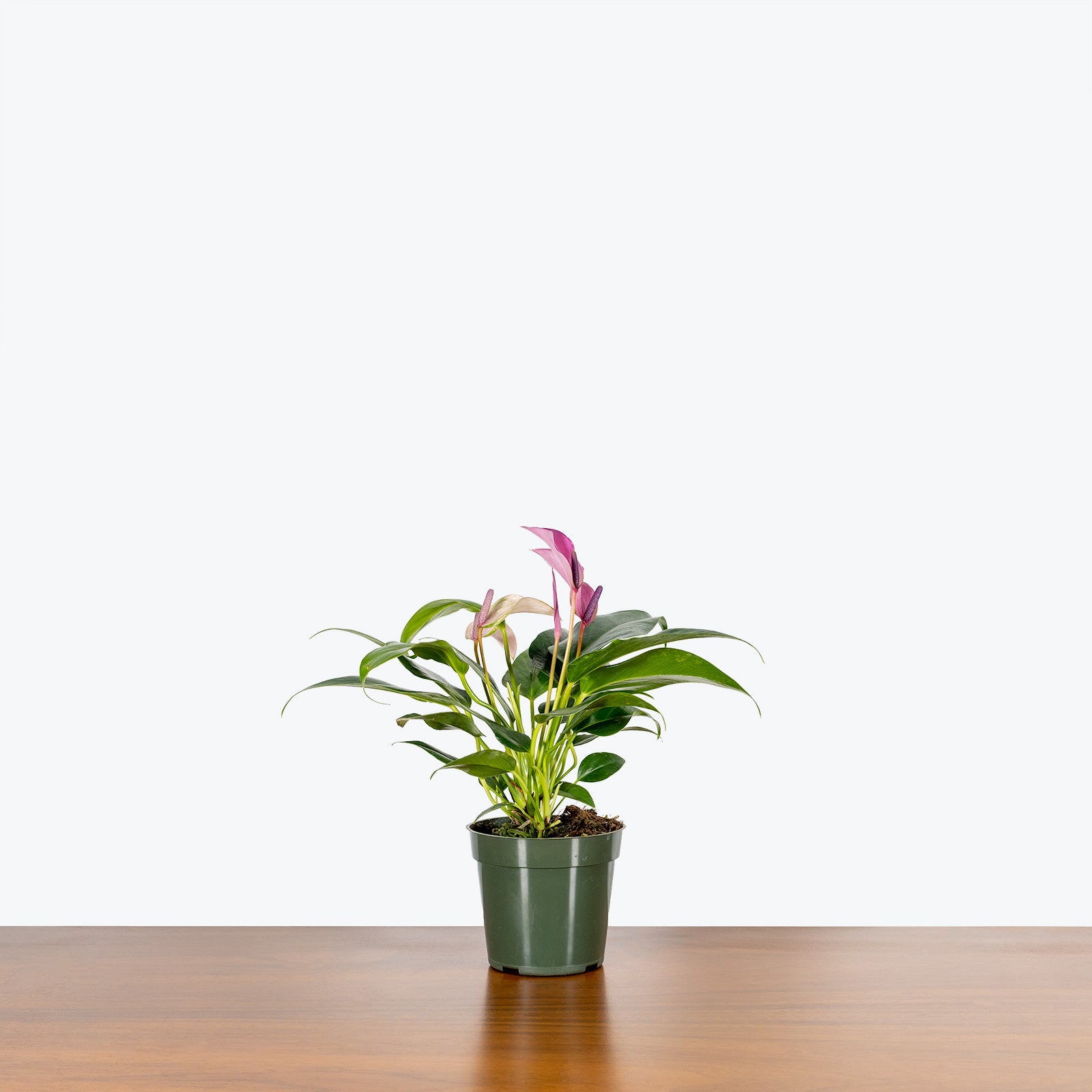 Anthurium Purple | Care Guide and Pro Tips - Delivery from Toronto across Canada - JOMO Studio