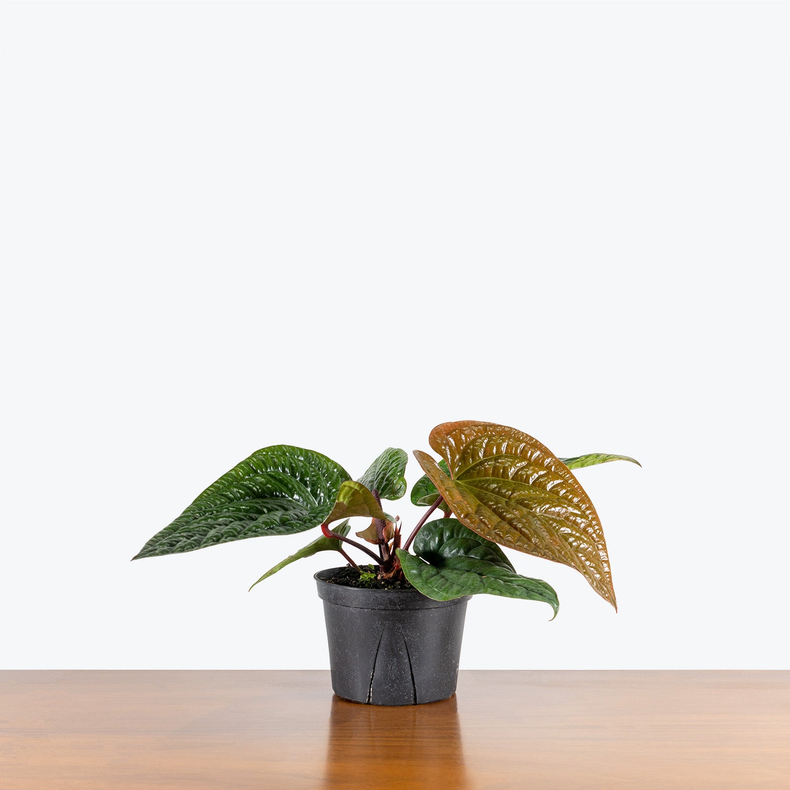 Anthurium Radicans x Luxurians - House Plants Delivery Toronto - JOMO Studio