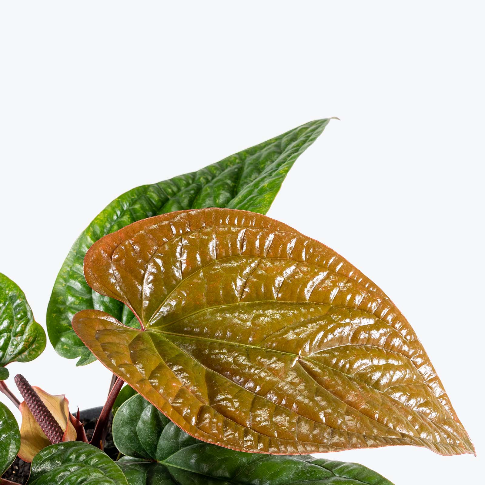Anthurium Radicans x Luxurians | Care Guide and Pro Tips - Delivery from Toronto across Canada - JOMO Studio