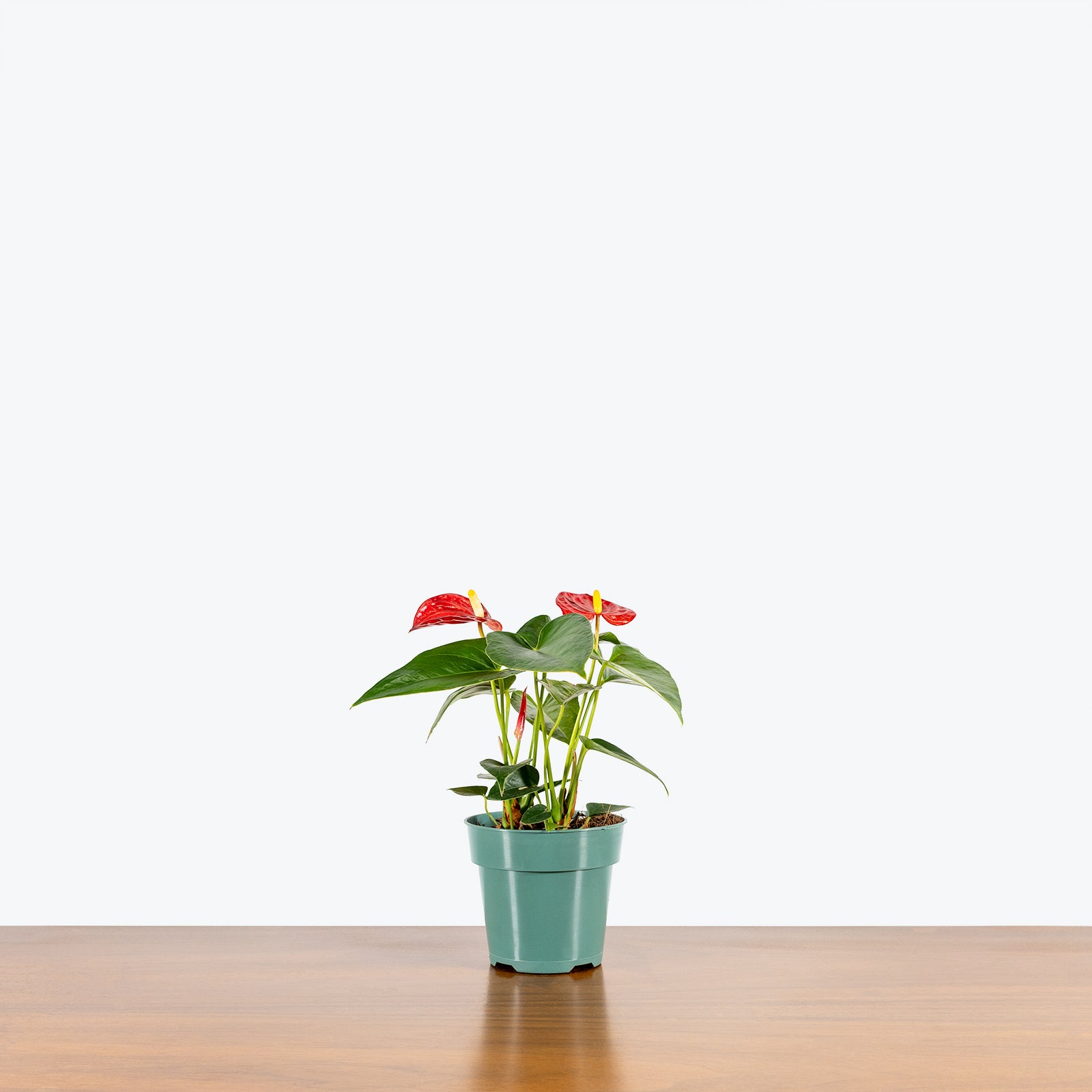 Anthurium Red - House Plants Delivery Toronto - JOMO Studio