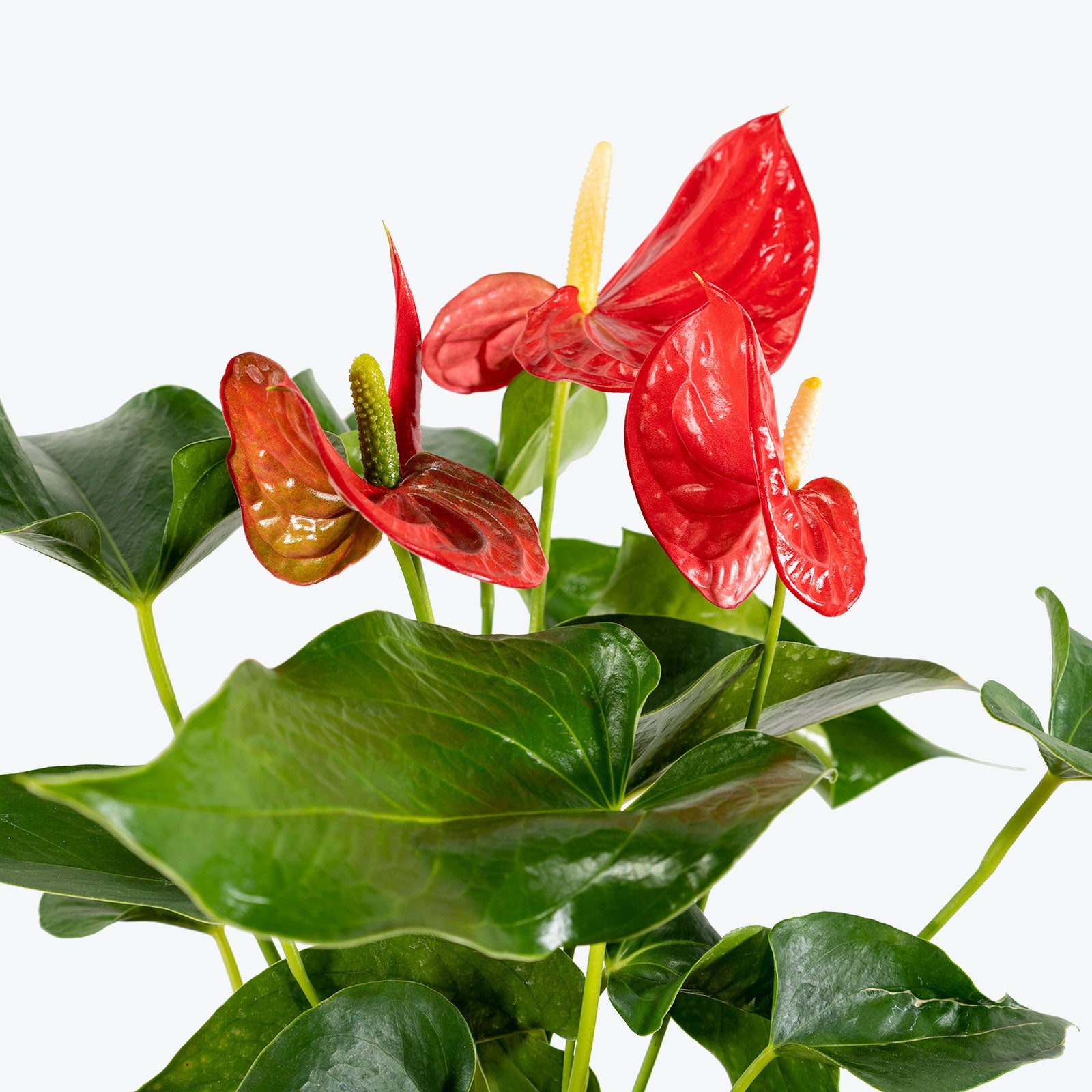 Anthurium Red - House Plants Delivery Toronto - JOMO Studio