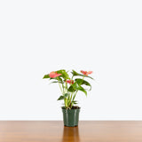 Anthurium Solid Pink — 4" Pot