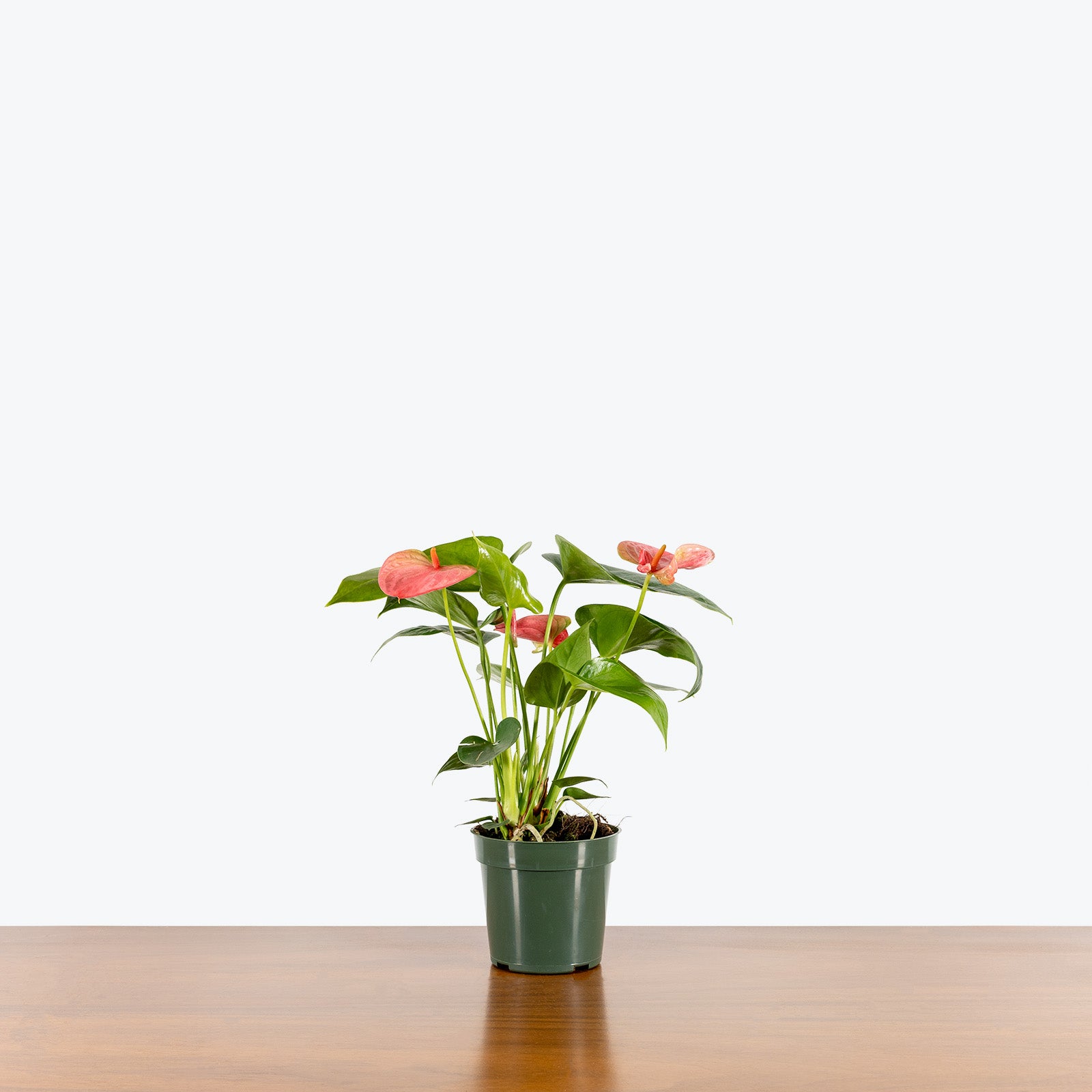 Anthurium Solid Pink - House Plants Delivery Toronto - JOMO Studio