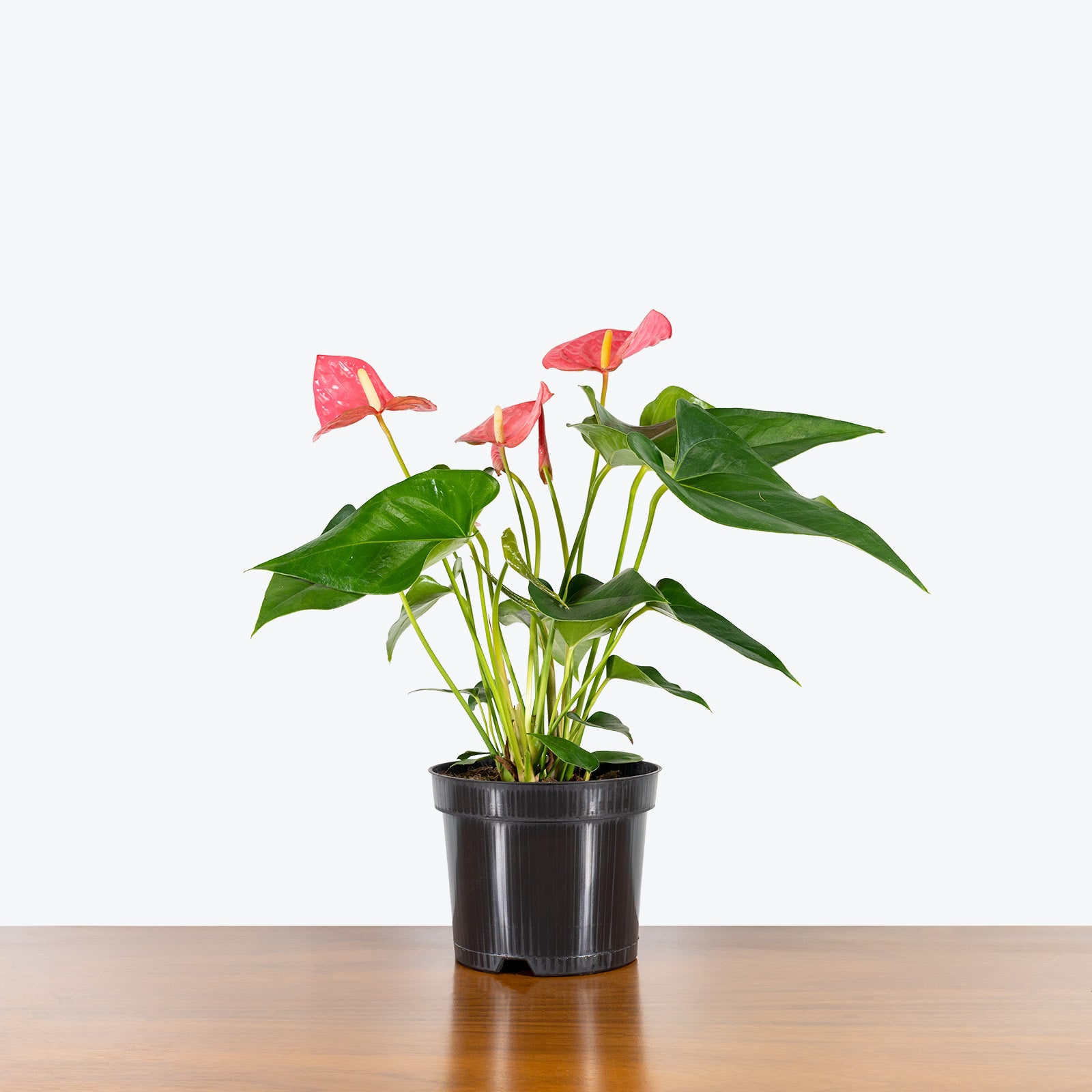 Anthurium Solid Pink - House Plants Delivery Toronto - JOMO Studio