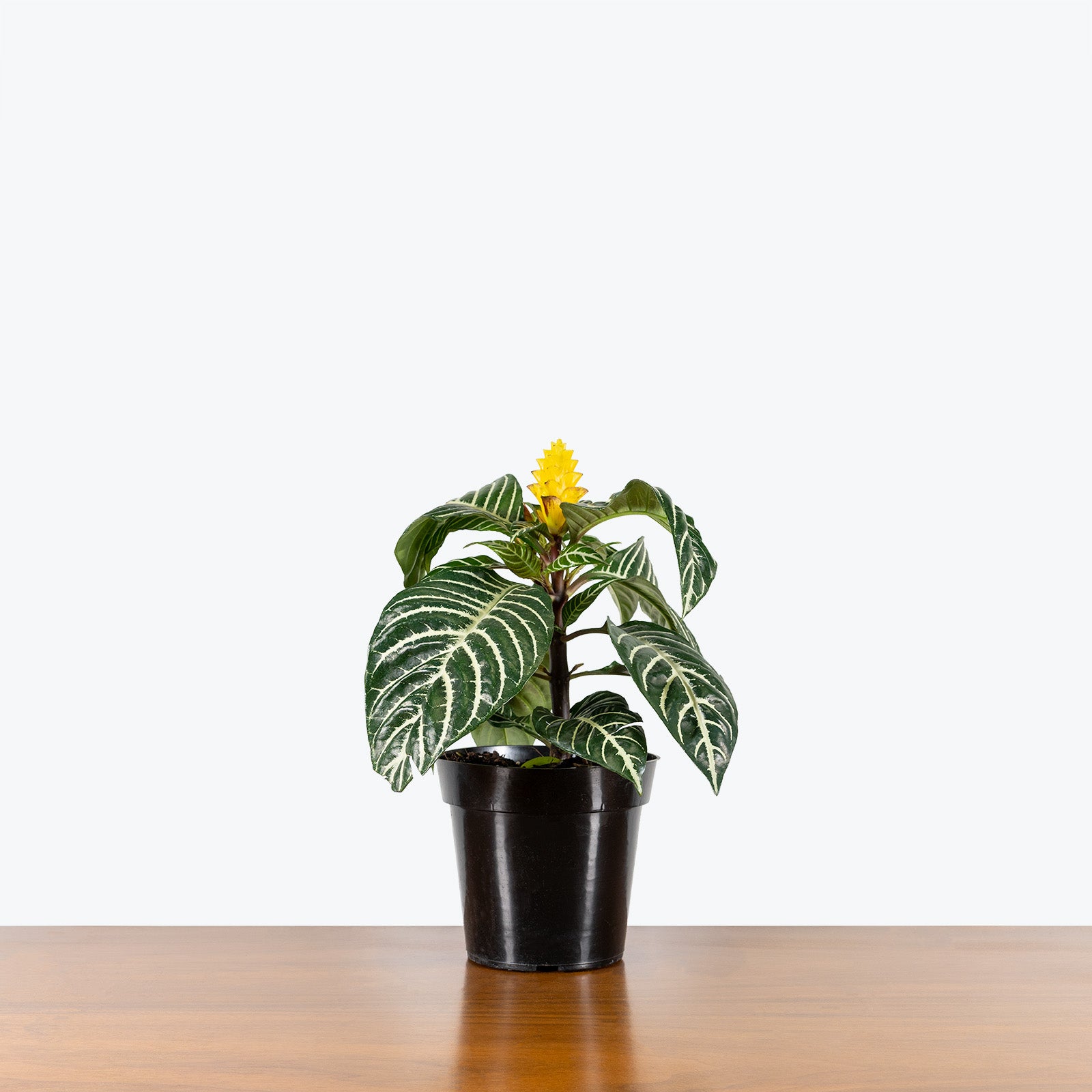 Aphelandra Squarrosa - Zebra Plant - House Plants Delivery Toronto - JOMO Studio